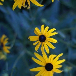 Meet your Posher, Jo